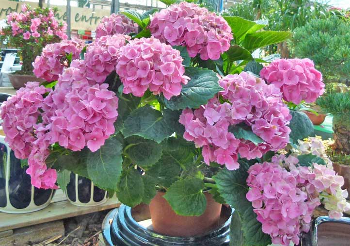 Esperto risponde su come coltivare, curare e far fiorire le ortensie