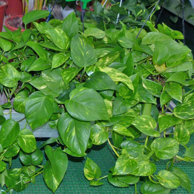 Esperto agronomo risponde sui problemi del Photos