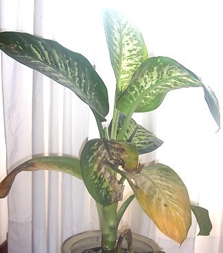 Foglie ingiallite nella mia dieffenbachia