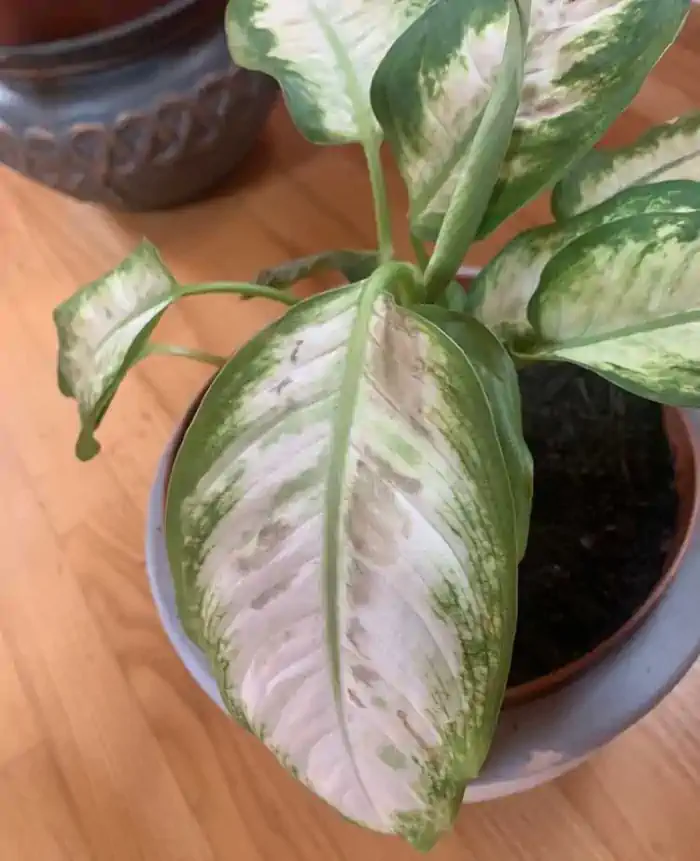 dieffenbachia malata