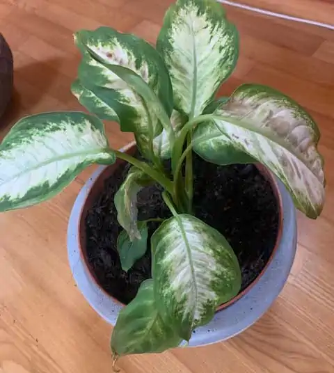 dieffenbachia malata