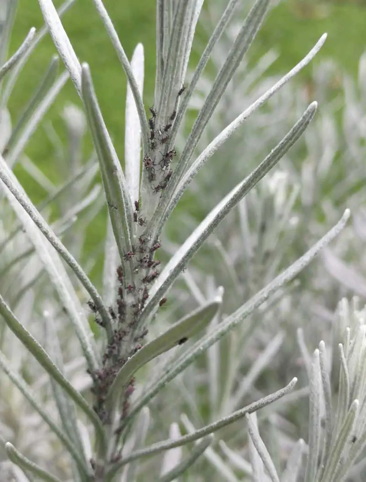 Presenza di piccoli puntini neri sulla pianta di elicriso e numerose cimici bianco nere