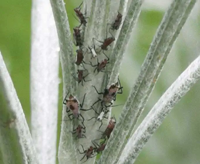 Presenza di piccoli puntini neri sulla pianta di elicriso e numerose cimici bianco nere