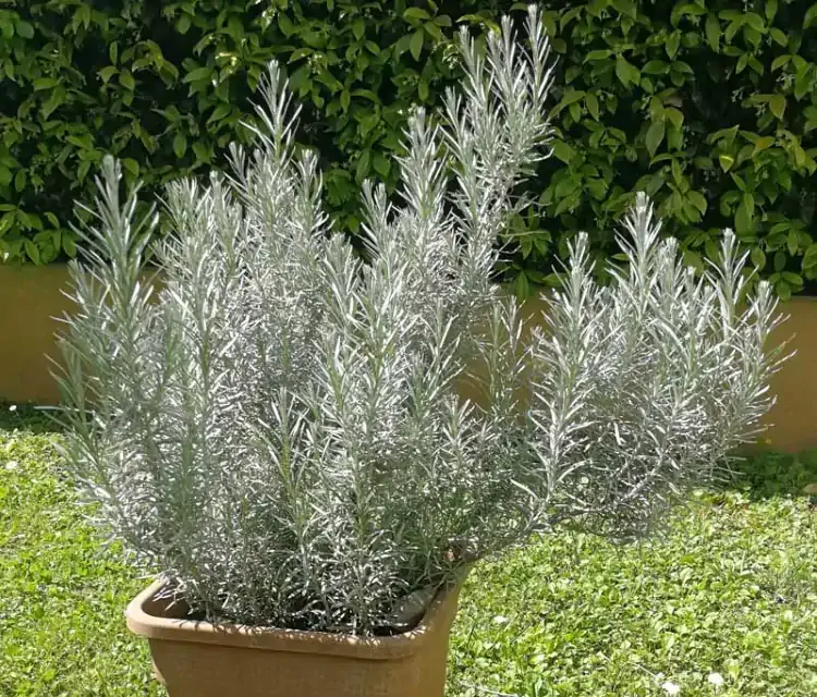 Presenza di piccoli puntini neri sulla pianta di elicriso e numerose cimici bianco nere