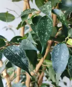 Ficus benjamina con strie bianche sulle foglie