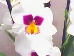 Orchidea Miltoniopsis