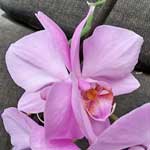 Phalaenopsis decisamente anomale con fiori siamesi 