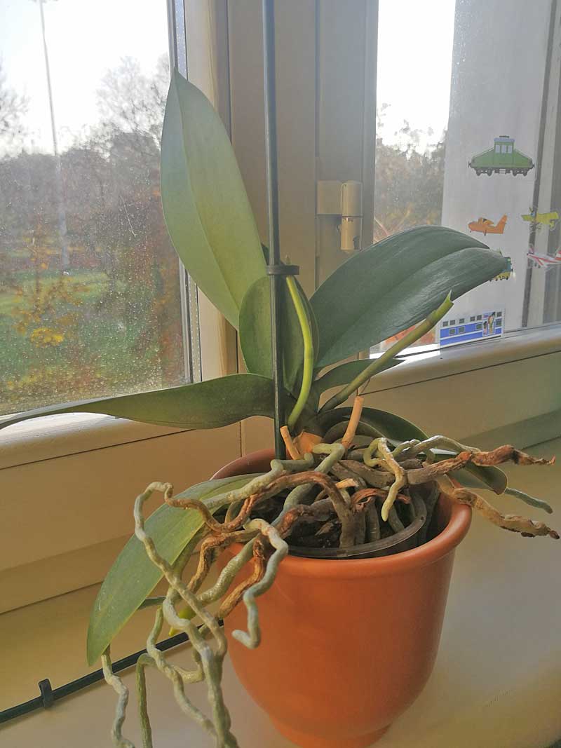 Phalaenopsis, stelo fiorale rotto