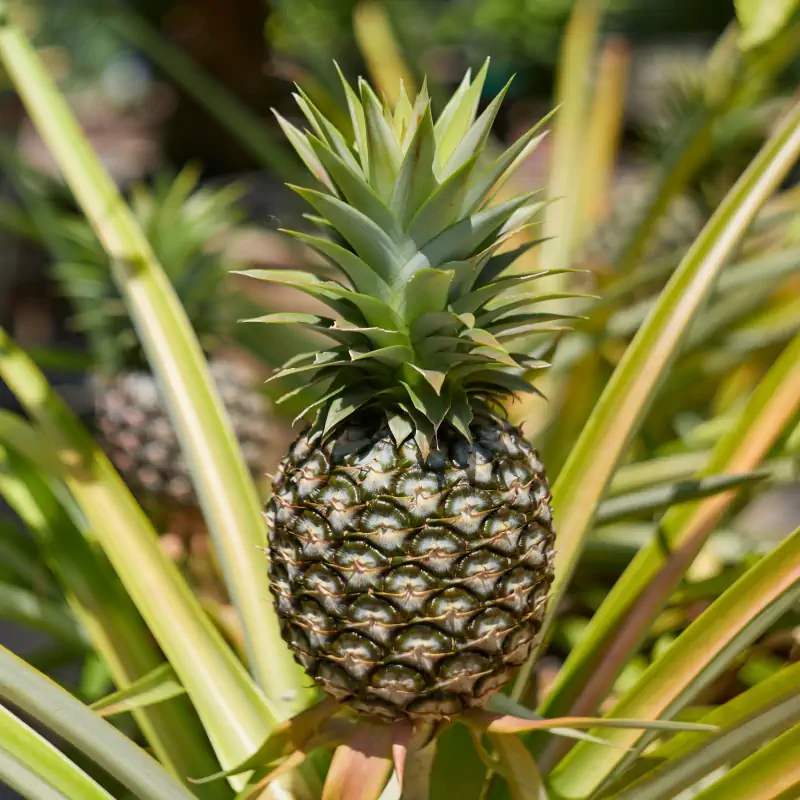 Frutto della pianta di ananas