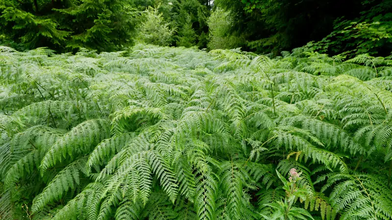 Campo di felci