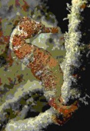 Il cavalluccio marino o ippocampo