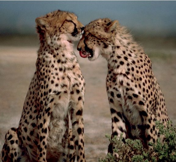 Ghepardo, Acinonyx jubatus, vita e abitudini Ghepardo, Acinonyx jubatus, vita e abitudini