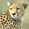 Ghepardo, Acinonyx jubatus