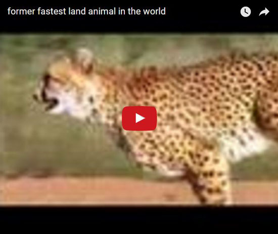 Ghepardo, Acinonyx jubatus, vita e abitudini