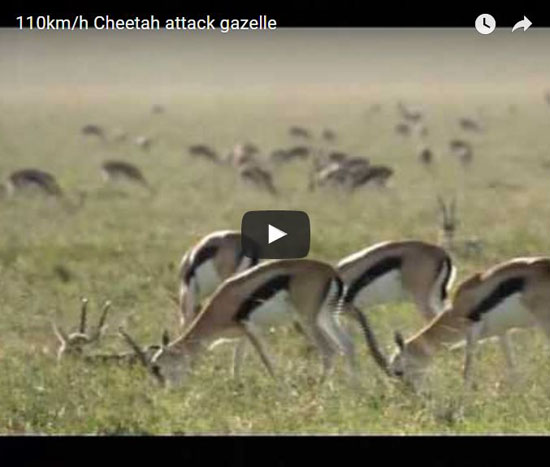 Ghepardo, Acinonyx jubatus, vita e abitudini