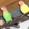 Inseparabili, genere Agapornis