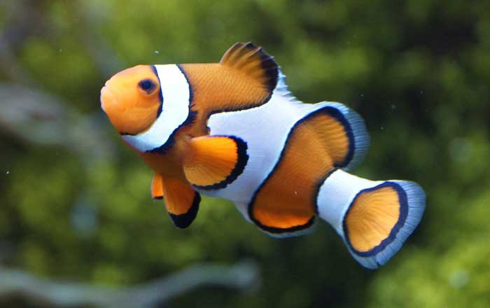 Pesce pagliaccio,caratteristiche