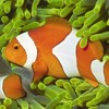 Pesce pagliaccio, Amphiprion percula