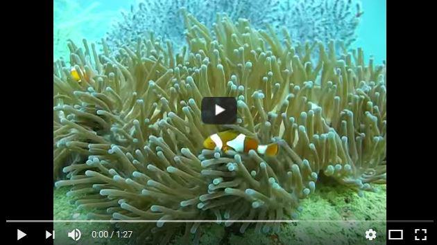 Pesce pagliaccio,caratteristiche