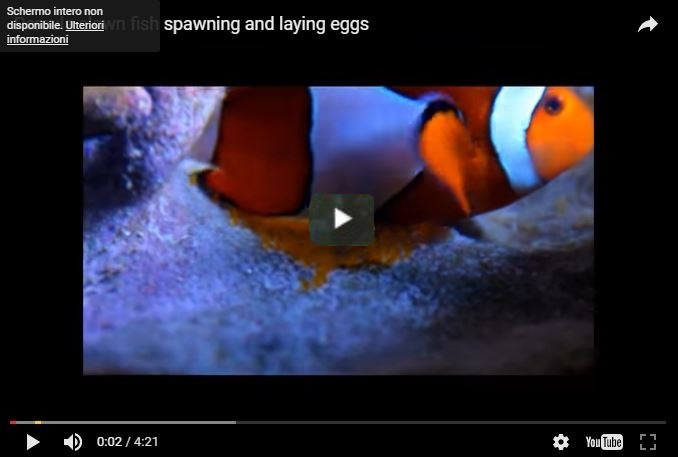 Pesce pagliaccio,caratteristiche
