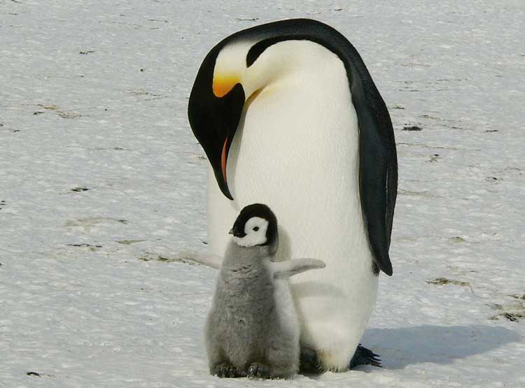 Pinguino imnperatore,  Aptenodytes forsteri, famiglia Spheniscidae