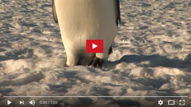 Pinguino imnperatore,  Aptenodytes forsteri, famiglia Spheniscidae