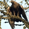 Aquila reale, Aquila chrysaetos, rapace diurno