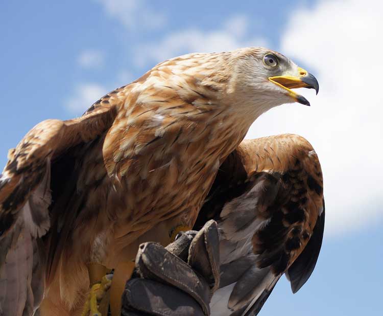 Aquila reale, vita e abitudini