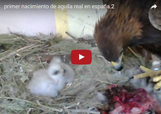 Aquila reale, vita e abitudini