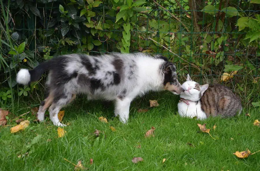 Un cane e un gatto insieme, protetti da un'assicurazione per animali domestici