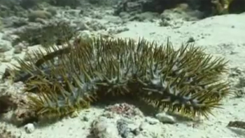 Stelle marine, Acanthaster planci
