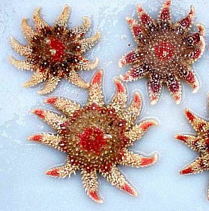 Stelle marine, Crossaster papposus