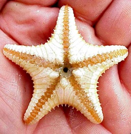 Stelle marine, Ctenodiscus crispatus