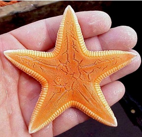 Stelle marine, Dipsacaster boreali