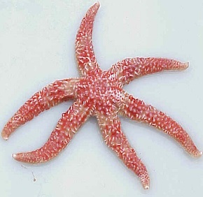 Stelle marine, Leptasterias coei