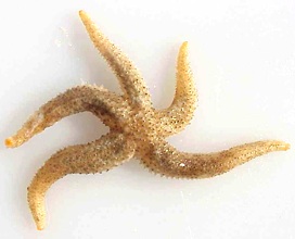 Stelle marine, Lethasterias nanimensis