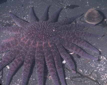 Stelle marine, Pycnopodia helianthoides