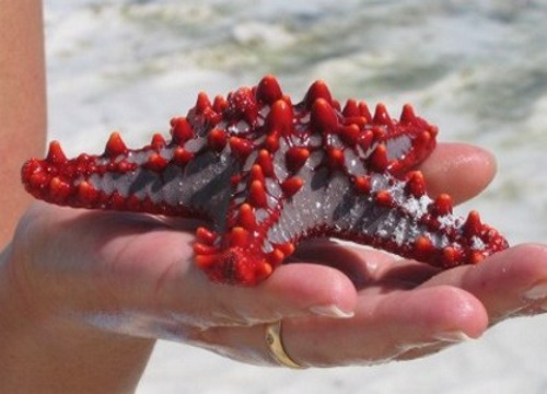 Stelle di mare, vita e abitudini