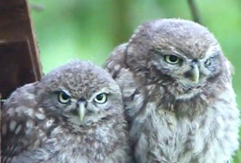 Civetta, Athene noctua