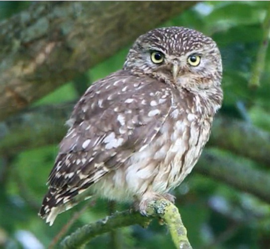 Civetta, Athene noctua, , vita e abitudini Civetta, Athene noctua, , vita e abitudini