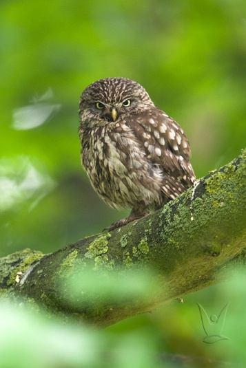 Civetta, Athene noctua
