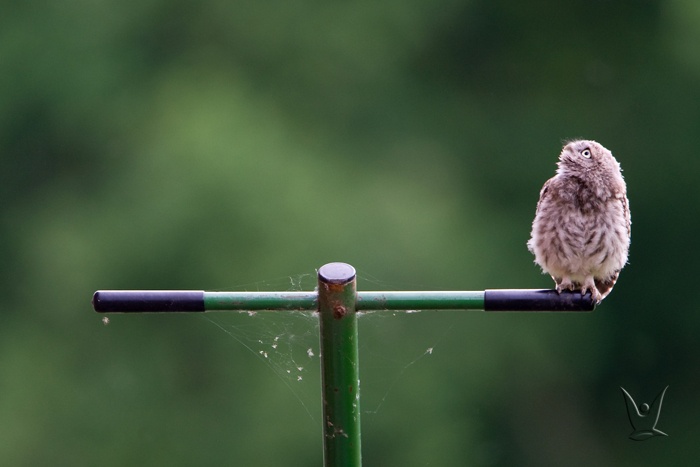 Civetta, Athene noctua Civetta, Athene noctua