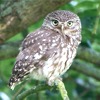 Civetta, Athene noctua