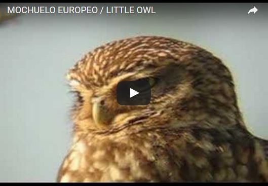 Civetta, Athene noctua