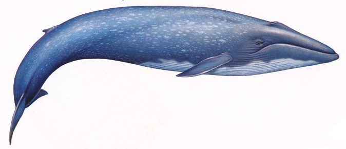 Balenottera azzurra, Balaenoptera musculus, famiglia Balaenopterida Balenottera azzurra, Balaenoptera musculus, famiglia Balaenopterida