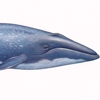 Balenottera azzurra, Balaenoptera musculus