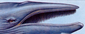 Fanoni della balenottera azzurra