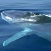 Balenottera comune, Balaenoptera physalus