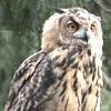 Gufo reale, Bubo bubo