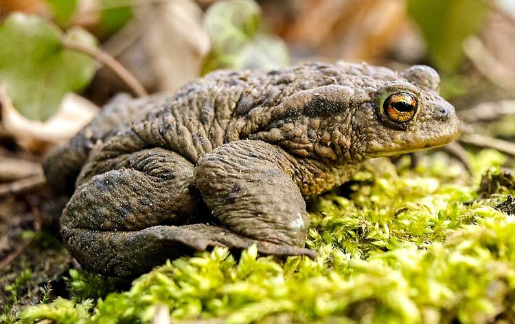 Rospo, Bufo_bufo, vita e abitudini
